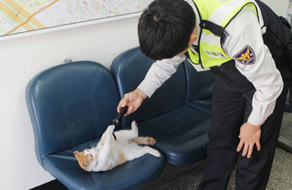Illustration for article titled Korea's Cop Cats Will Arrest You with Cuteness